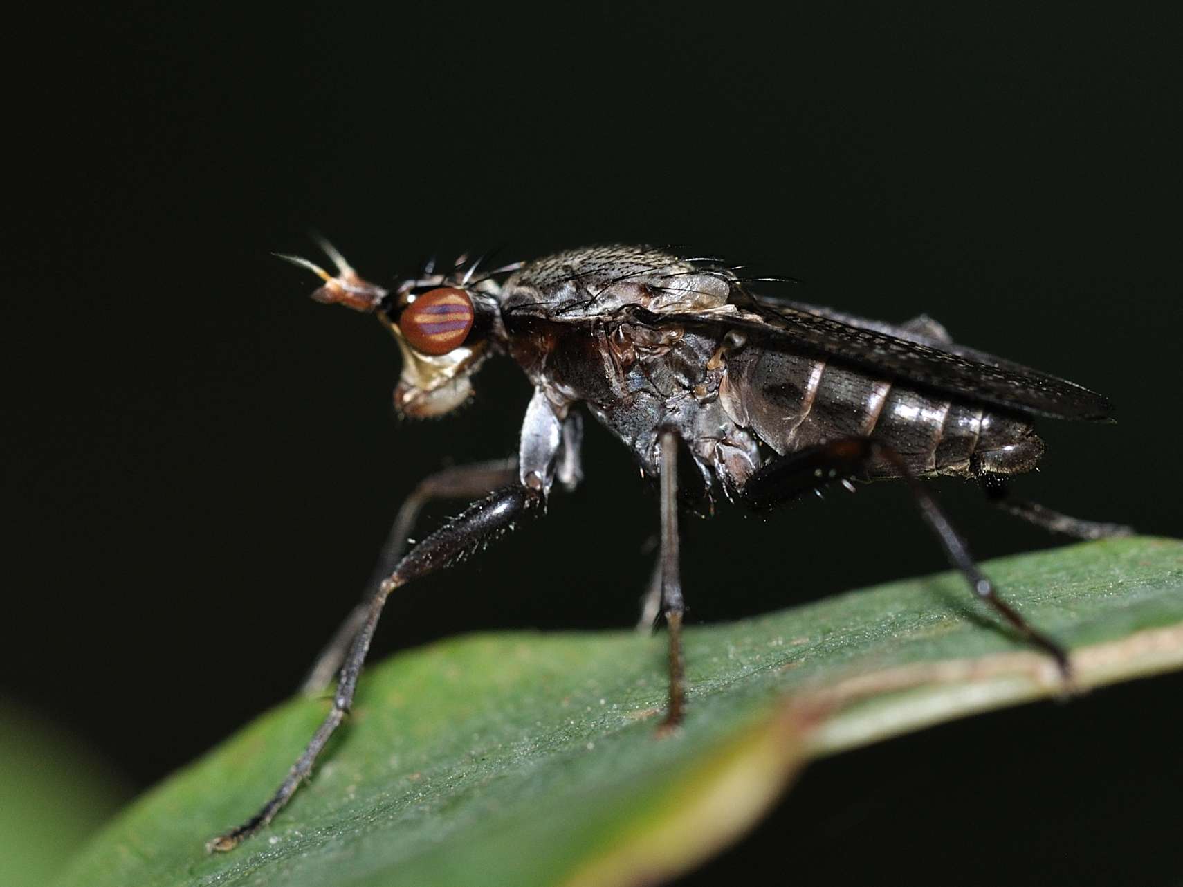 Sciomyzidae - Limnia sp. ??